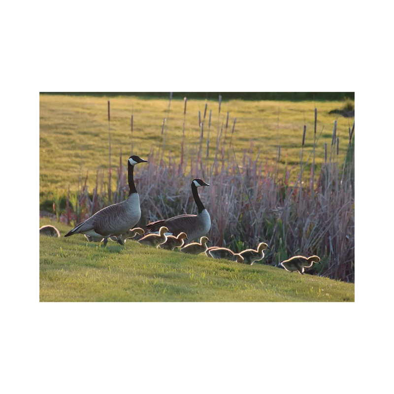Heading To The Pond by Steve Toole - Gallery-Wrapped Canvas Giclée on Canvas, Wrapped Canvas, 66.04 cm H x 45.72 cm W
