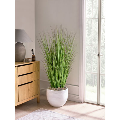 120cm Plant