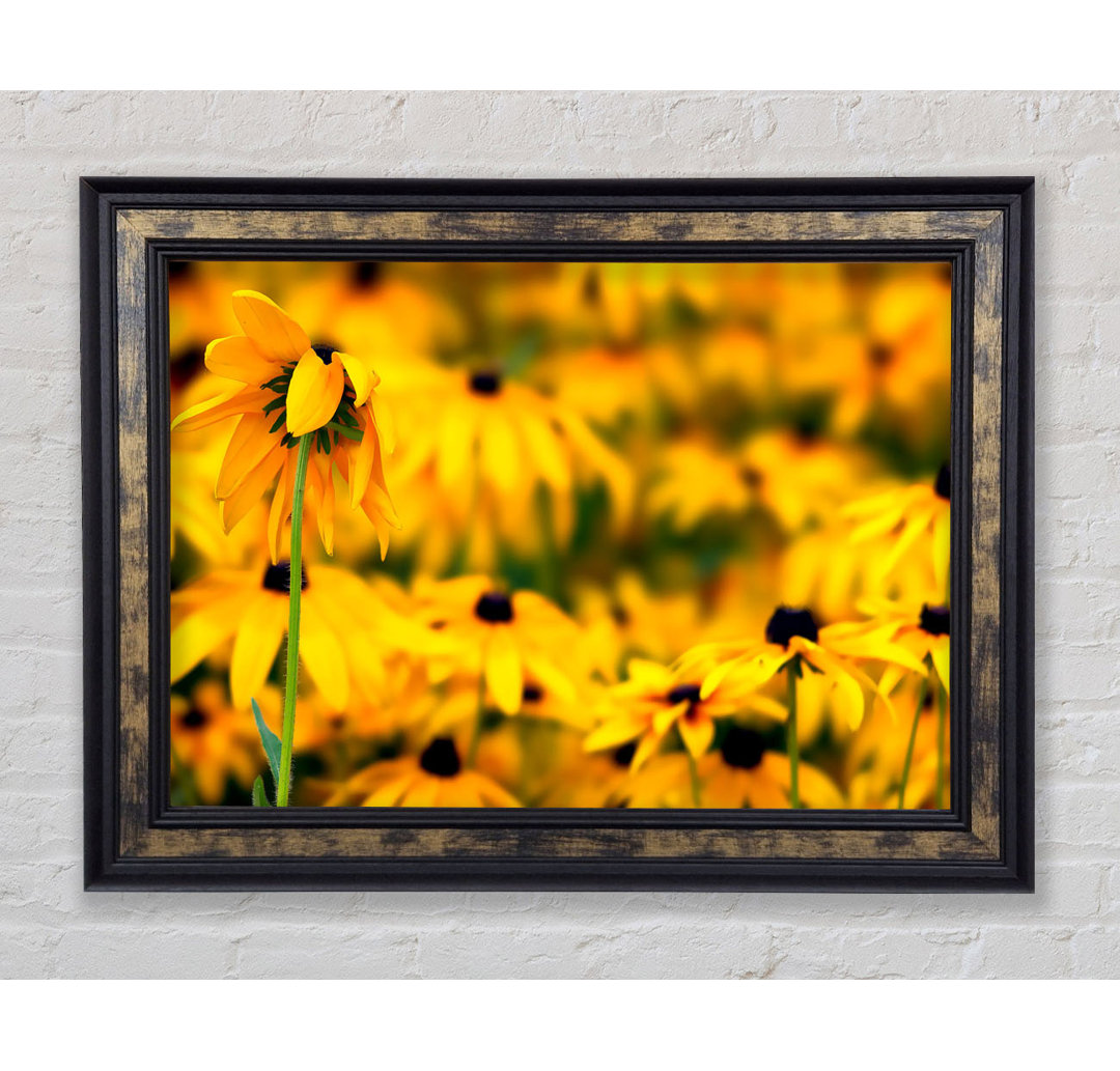 Black Eyed Susan Blumen - Einzelner Bilderrahmen Kunstdrucke