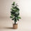 66" Fiddle Leaf Fig Tree in Basket