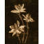 Sunset In Bloom II Print