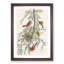 Orchard Oriole by John Audubon - Framed Print-55578236-55578241