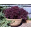 Fibreglass Planter