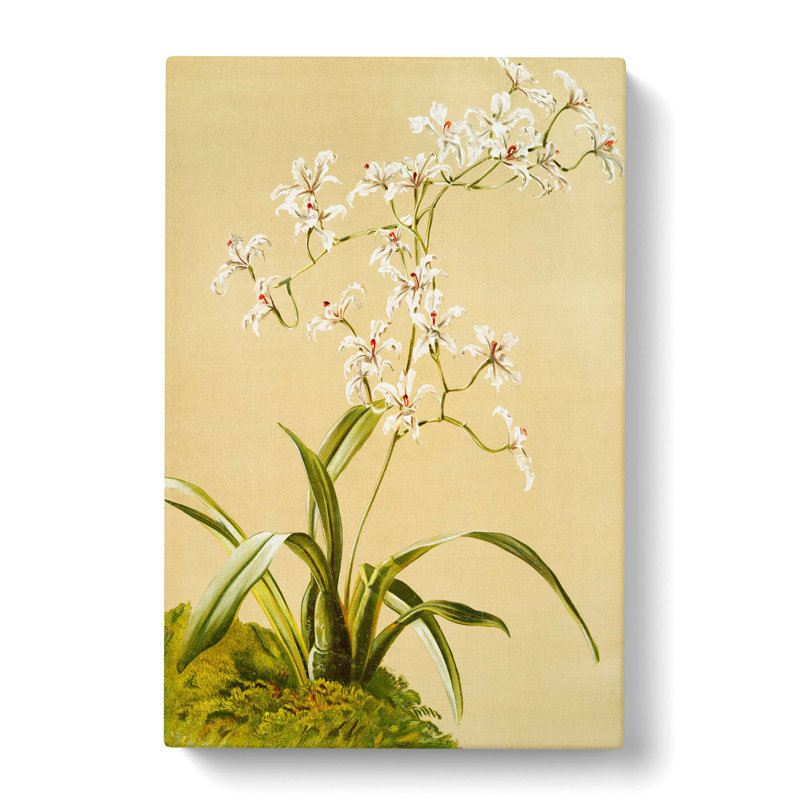 Magnolia Flowers Illustration Tab.41 by Frederick Sander - Wrapped Canvas Print, 91cm H x 60cm W x 3cm D