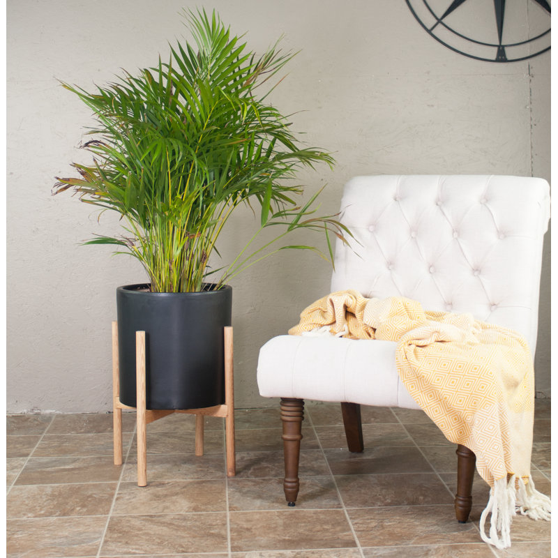 Handmade Pot Planter, Black/Beech Natural, 23" H X 15.5" W X 15.5" D
