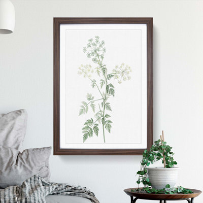 Hemlock Flowers by Pierre-Joseph Redoute - Picture Frame Painting Print