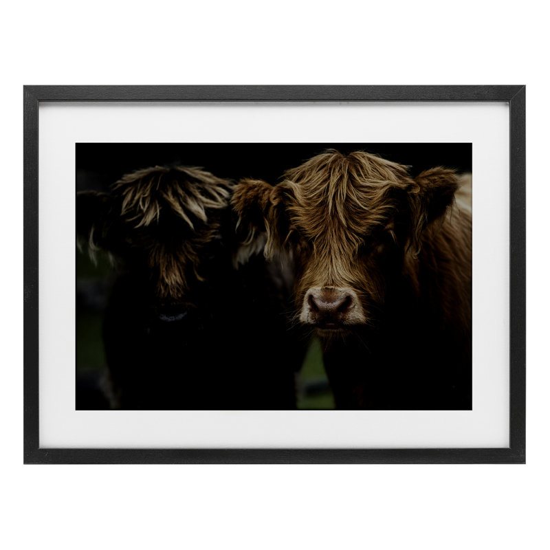 «Cow faces Highland pair», reproduction sous verre encadrée, conception par Amy Carroll, H 17 po x l 23 po, Cadre noir minuit