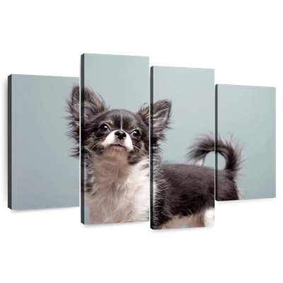 Brampt Long Haired Chihuahua