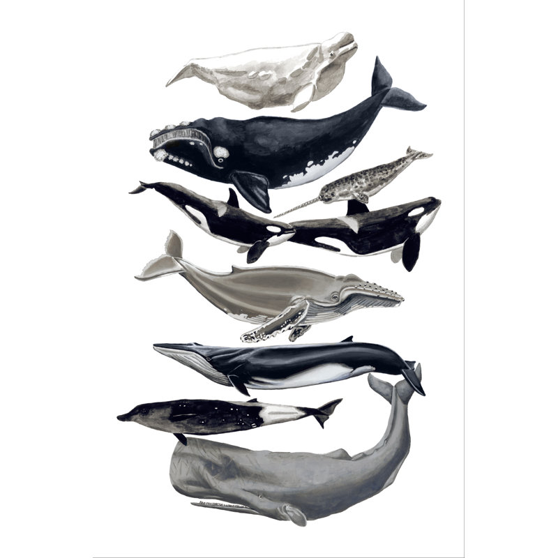 Baleine I, H 12 po x l 8 po x P 1,25 po