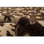 Tapis de la surface en laine 10 pi x 13 pi 11 po main one-of-kind noué la 2010 Helghi