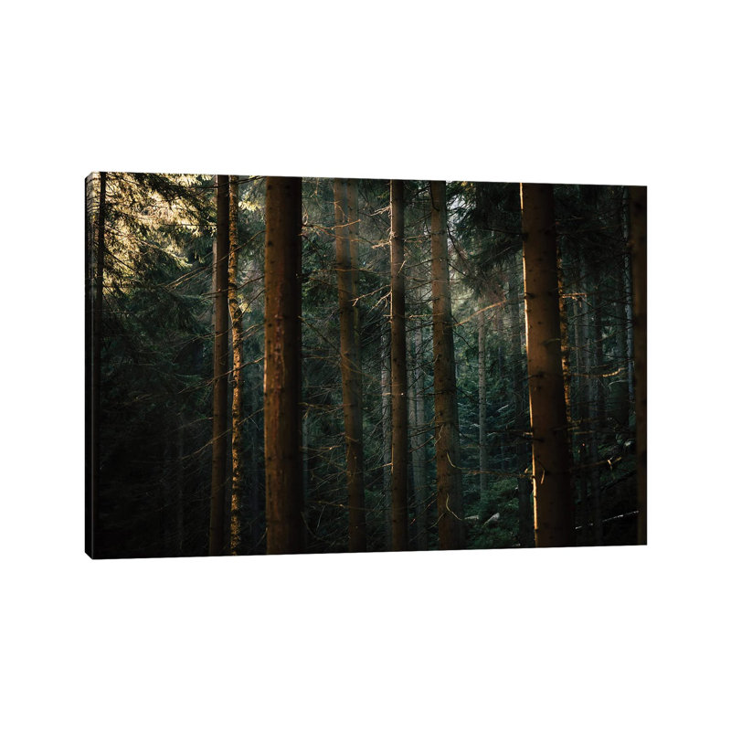 Misty Forest II by Mateusz Piesiak - Wrapped Canvas Print, 20.32 cm H x 30.48 cm W