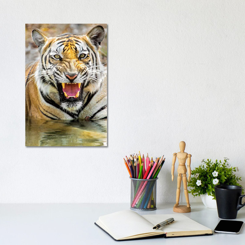 Roaring Bengal Tiger, India - Wrapped Canvas Print, 20.32 cm H x 30.48 cm W
