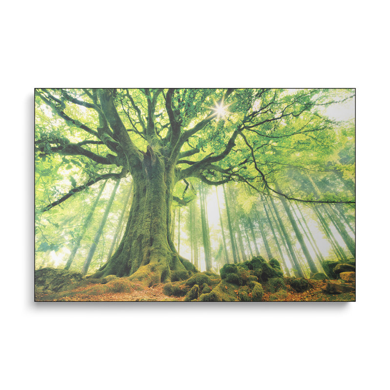 Reproduction d'art sur toile Steemplix - Hêtre de Ponthus par Christophe Kiciak