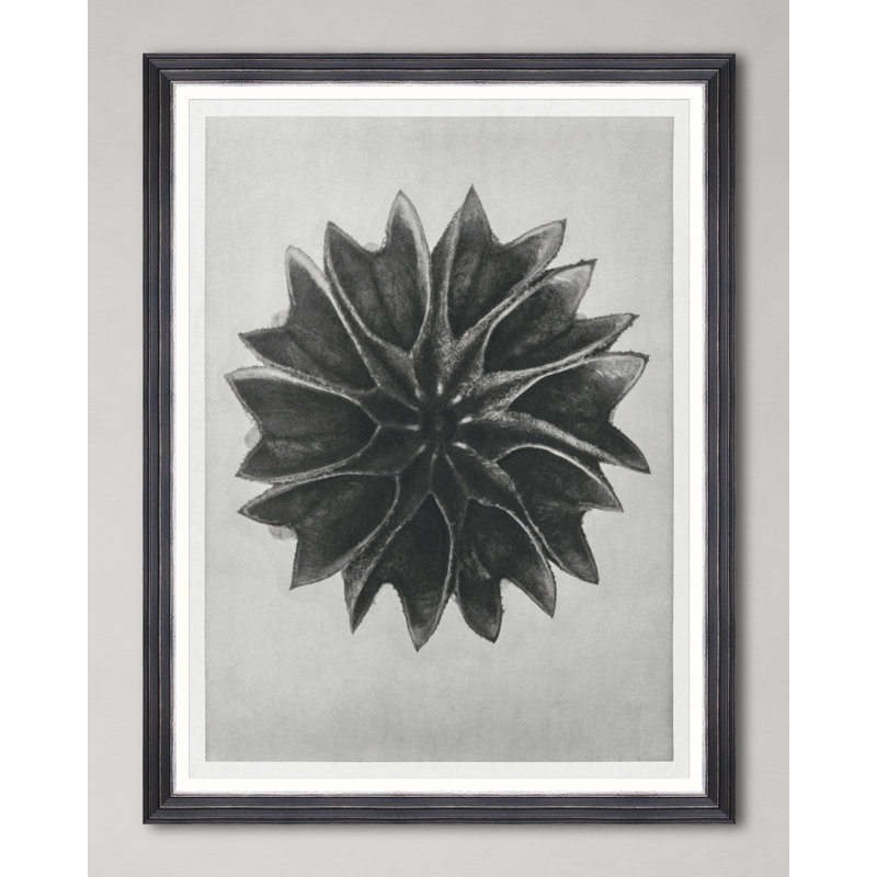 LIME MALLOW BY KARL BLOSSFELDT
