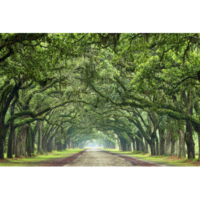 "Canopy Road VI" by James McLoughlin UV-Resistant Wrapped Canvas Photograph 