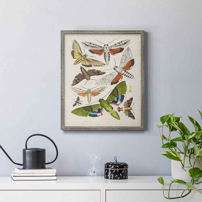 Toile encadrée de qualité supérieure Antique Moths II - prête à être accrochée, H 24 po x l 20 po, Argent patiné
