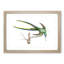 Fork-Tailed Hummingbird by George Shaw - Picture Frame Painting Print-55620694-55620693
