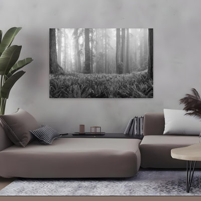 Vigne, érable, circinatum, arbres dans une forêt, Mont Hood, Oregon, États-Unis, tranquille, érable contemporain, fougère, forêt, art naturel