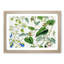 Indian Tobacco Flowers by W.H. Fitch - Picture Frame Painting Print-55576012-55576013