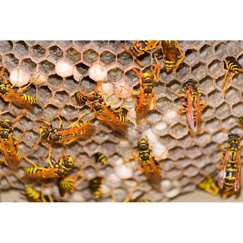 Wasp Nest by Bigjohn36 - Wrapped Canvas Print, 30cm H x 46cm W x 3.8cm D