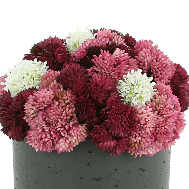Succulent Arrangement in Vase, 8.5" H x 7.5" W x 7.5" D