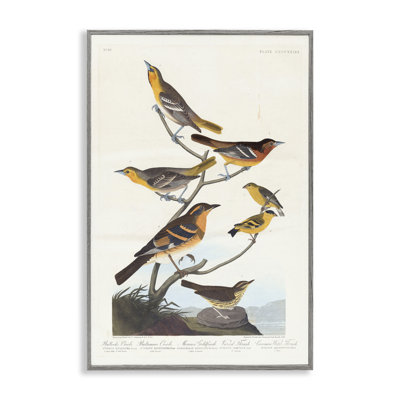 «Classic Bullock's Oriole Study», art de la giclée encadrée par one1000paintings