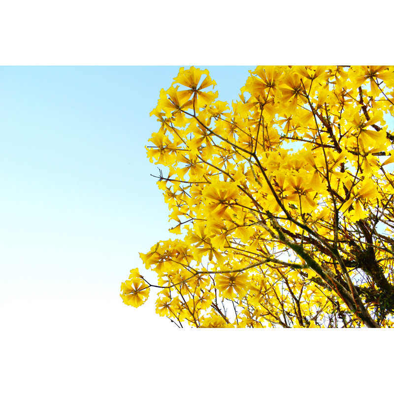 Beautiful Yellow Flowers by Hardt_E - Wrapped Canvas Print, 30cm H x 46cm W