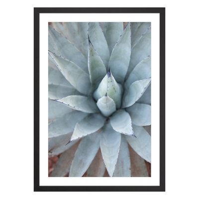 Plants & Flowers Print