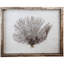Sealife Framed Graphic Art