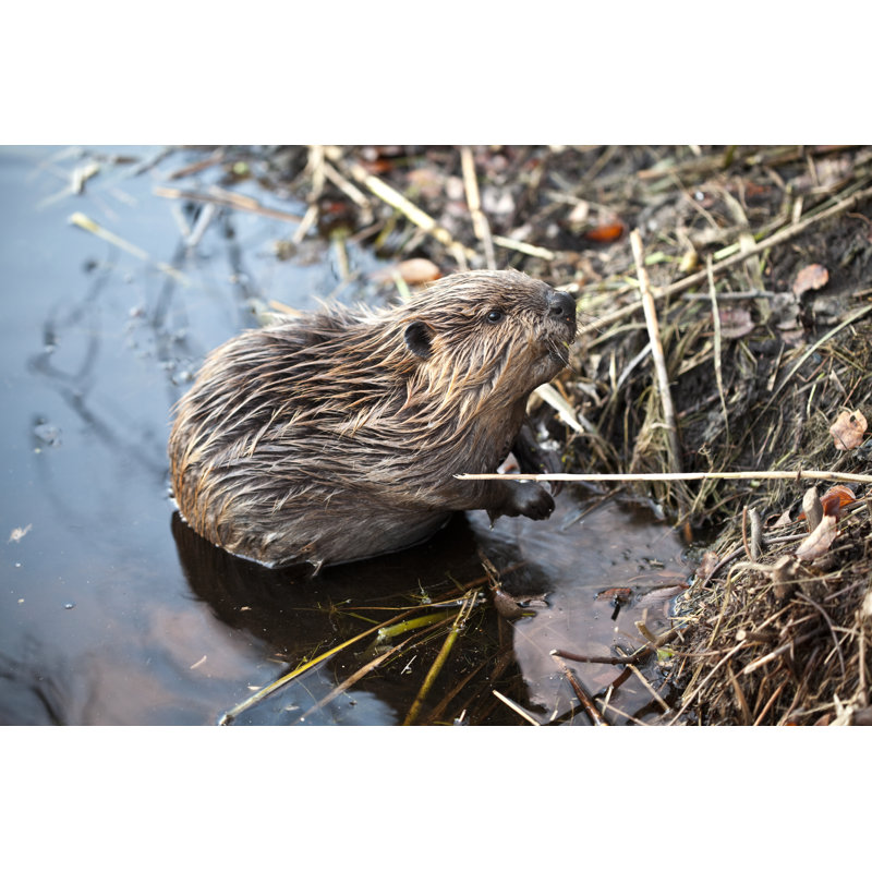Young American Beaver by Terryfic3D - No Frame Art Prints on Canvas, 61cm H x 91cm W