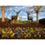 Deer Bronze Garden Statue