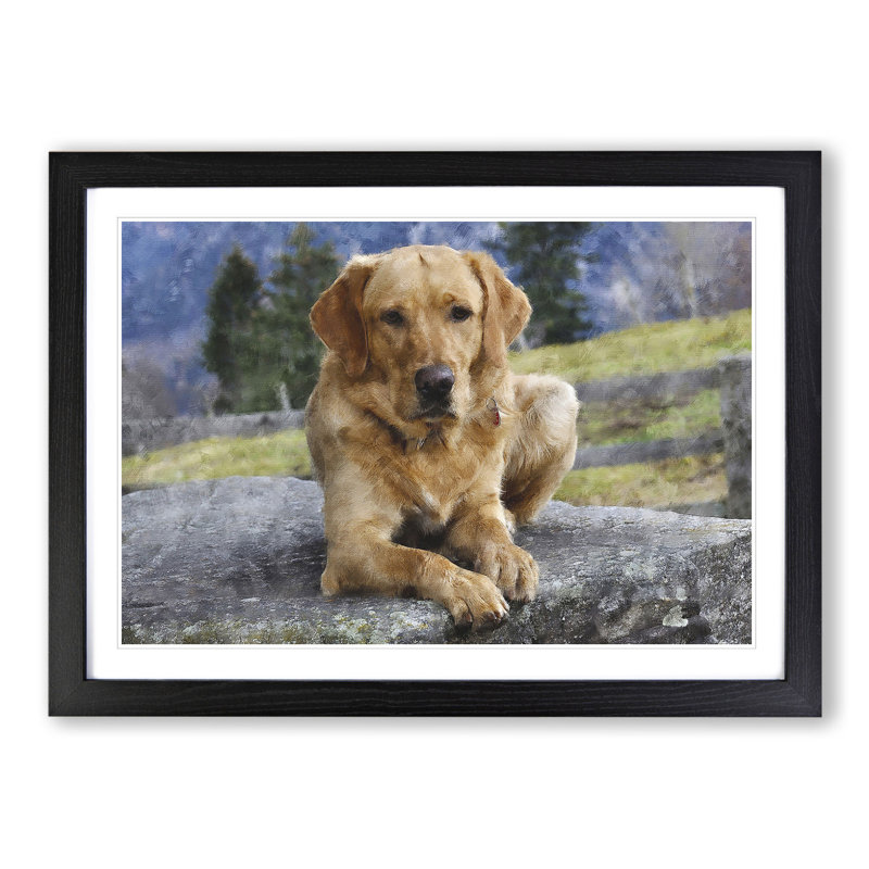 Golden Labrador Dog Vol.2 - Framed Print, 27cm H x 36cm W x 2cm D, Black Framed