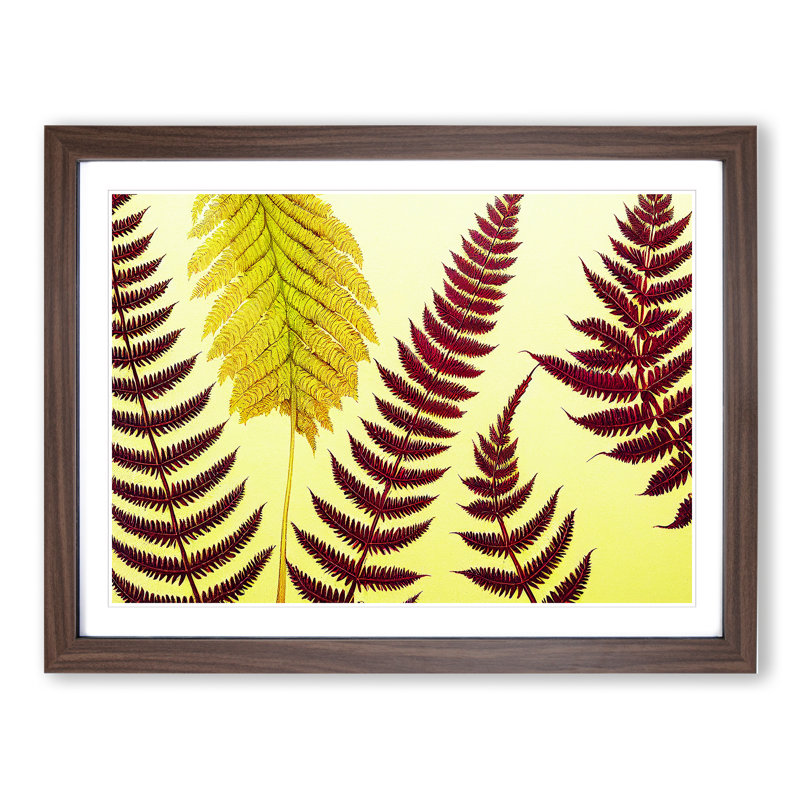 Fern Leaves - Single Picture Frame Print, 34cm H x 46cm W x 2cm D, Walnut