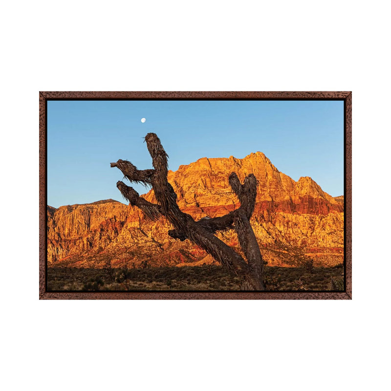 Old Joshua Tree In Red Rock Canyon by Susan Schmitz - Print on Canvas, 45.72cm H x 66.04cm W x 3.81cm D