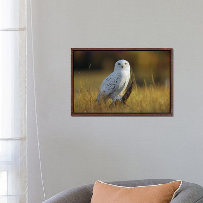 Snowy Owl Amid Dry Grass, British Columbia, Canada by Tim Fitzharris - Floater Frame Gallery-Wrapped Canvas Giclée on Canvas