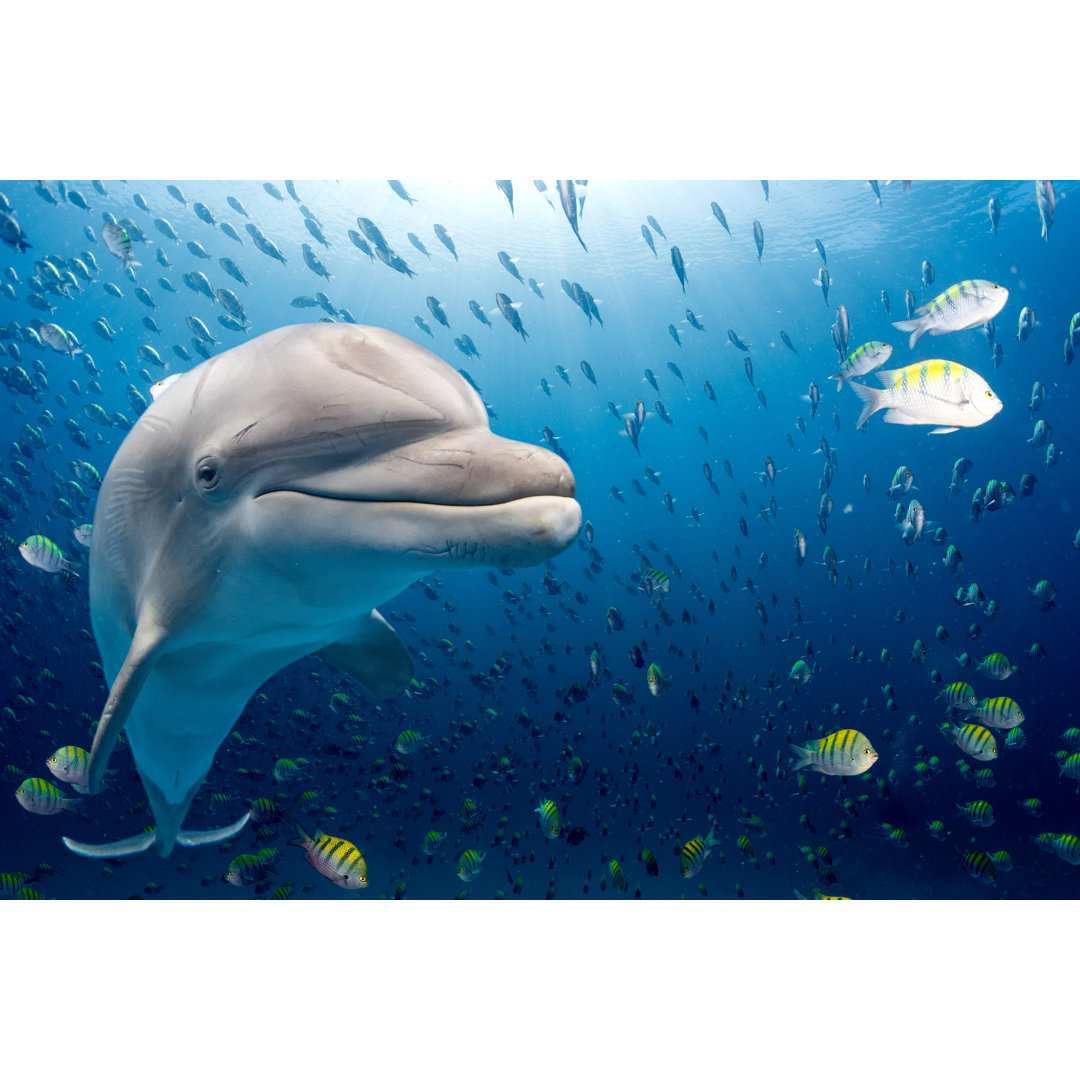 Dolphin Underwater by Andrea Izzotti - Wrapped Canvas Print