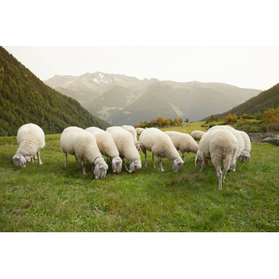 " Flock Of Sheep " by Lorenzot81