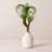 Air Plant Succulent Pick