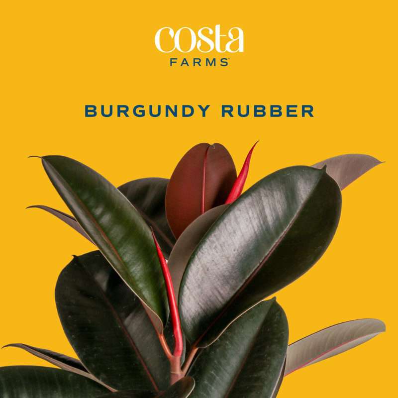 Burgundy Rubber in Nursery Pot