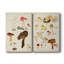 Toile tendue avec châssis Mushroom Species-108962931
