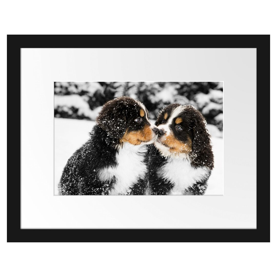 Gerahmtes Poster Bernersennenhunde im Schnee