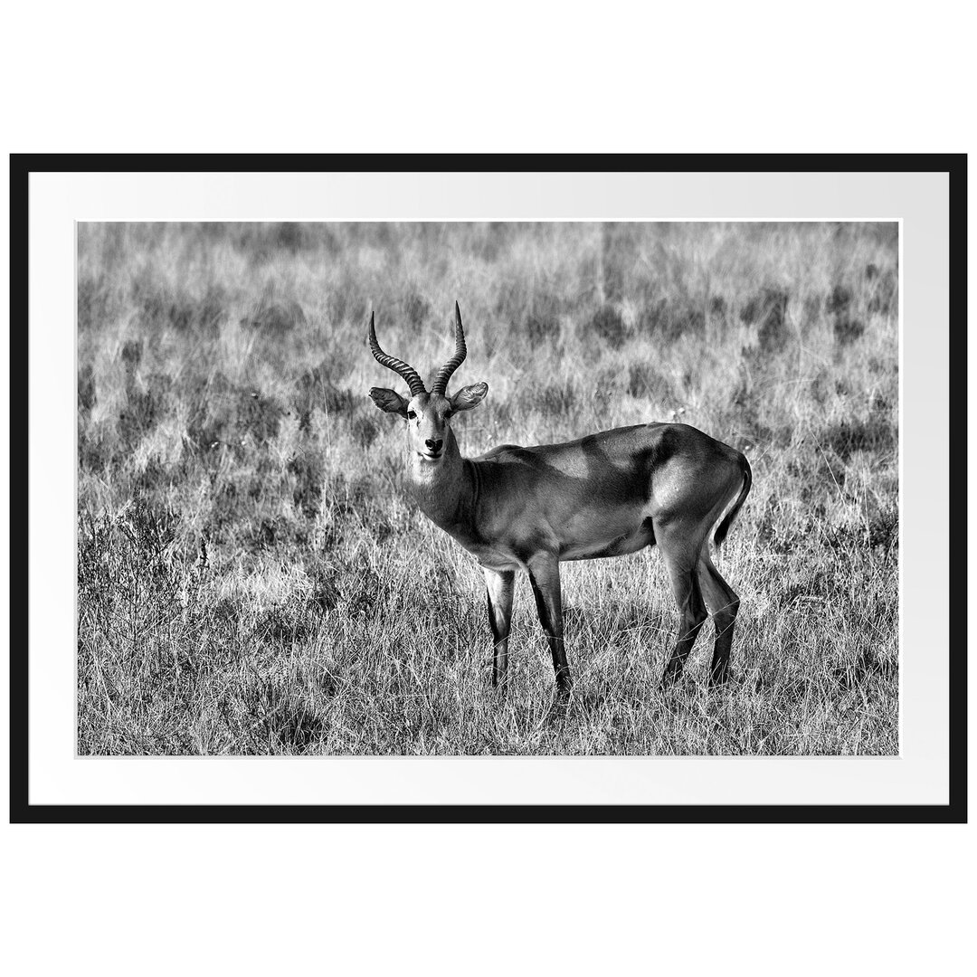 Gerahmtes Poster Dorkasgazelle im trockenen Gras