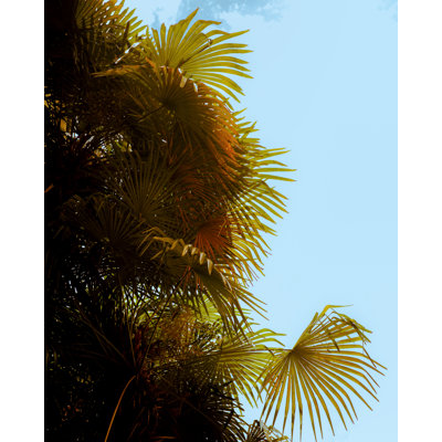 Art mural «Good Fronds» par Sydney A. Foster | Photographie de paysage du sud avec ciel clair