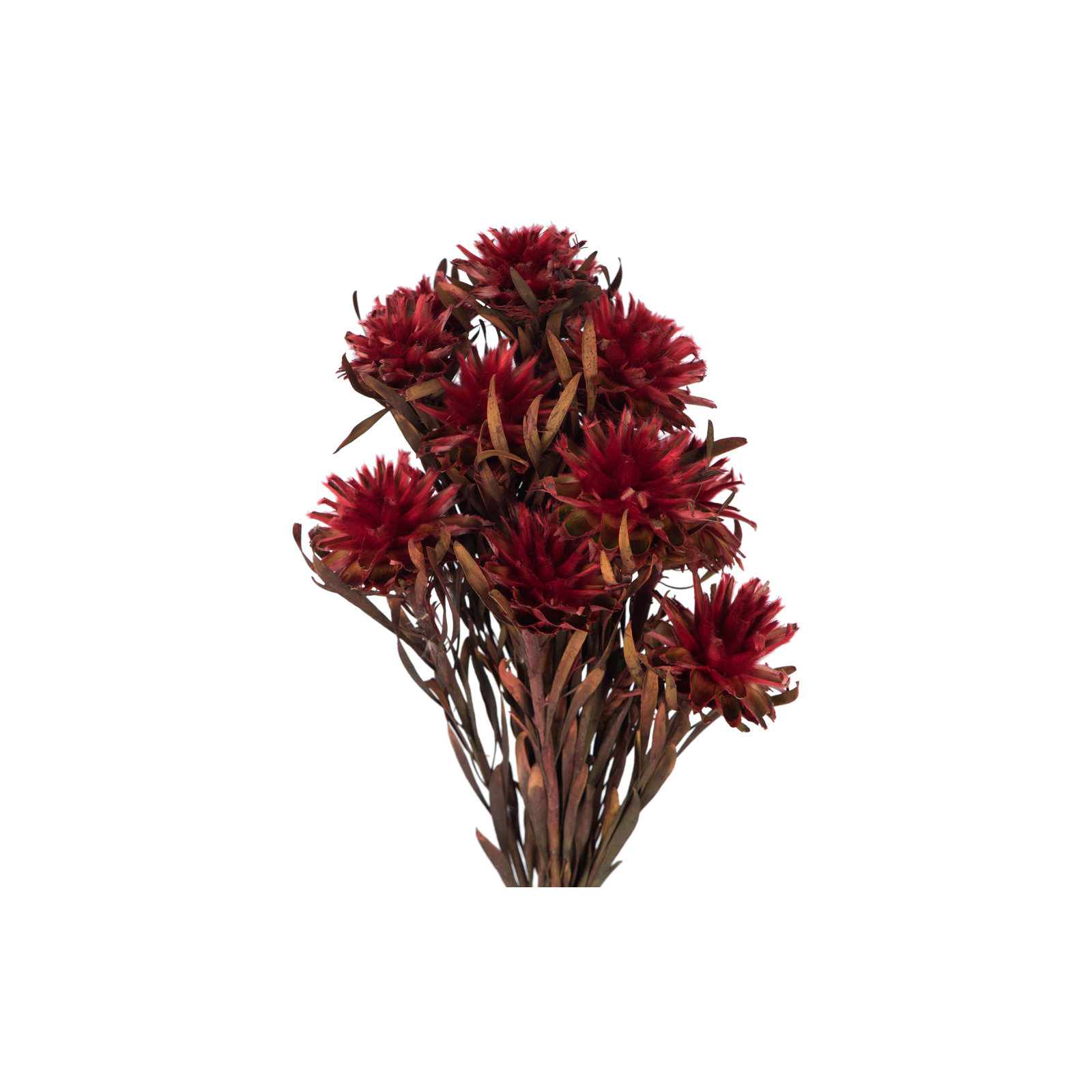 Plumosum Arrangement, Red