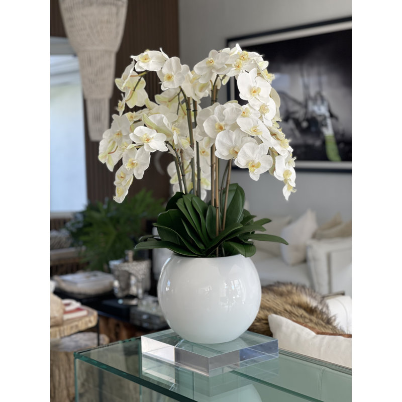 Phalaenopsis Orchid Floral Arrangement in Pot, White