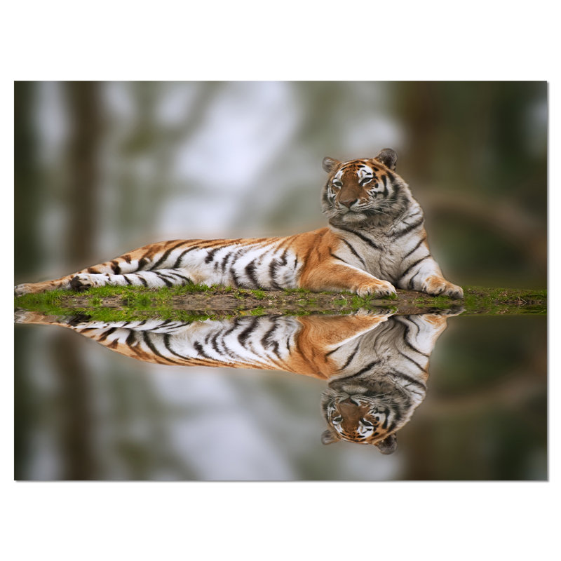 «Tiger Reflecting in Water Animal», reproduction de photo sur toile, H 8 po x l 12 po