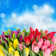 Fresh Spring Tulip Flowers by LiliGraphie - Wrapped Canvas Print