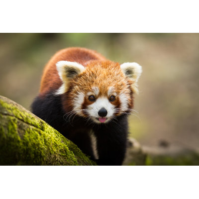 " Red Panda " by Ab Photography