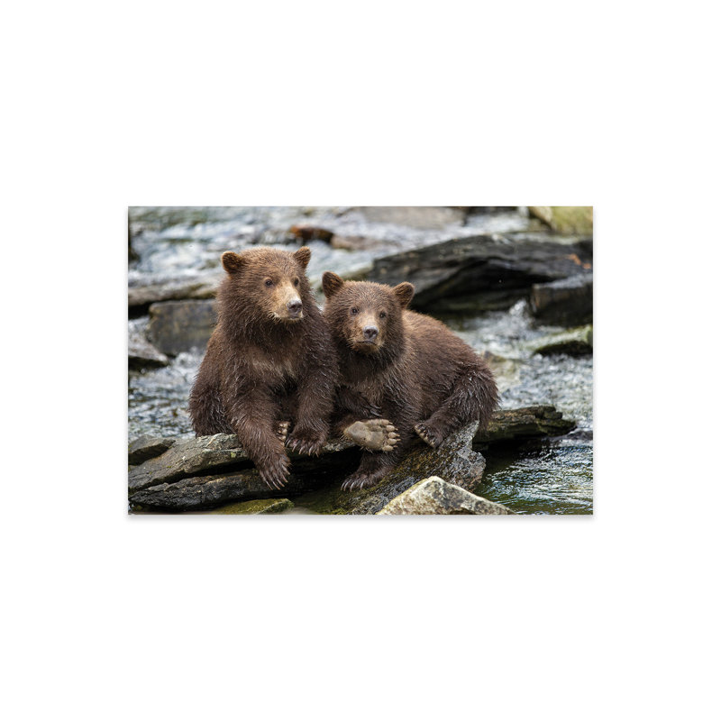 Oursons de la côte bruns côtiers assis sur des pierres, Alaska, parc national de Katmai par Paul Souders