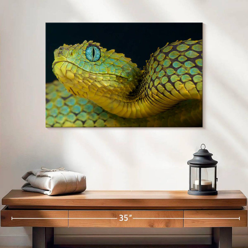 African Bush Viper, 20" H x 30" W